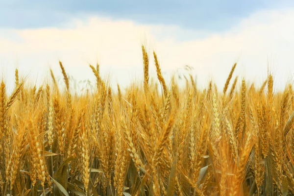 Grano Dorato Campo Ucraino Primo Piano — Foto Stock