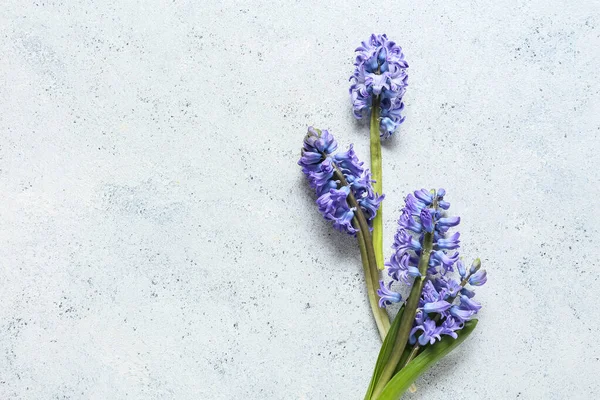 Blue Hyacinth Flowers Light Background — Stock Photo, Image