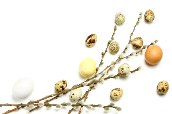 Quaglia Uova Pasqua Rami Salice Sfondo Bianco — Foto Stock