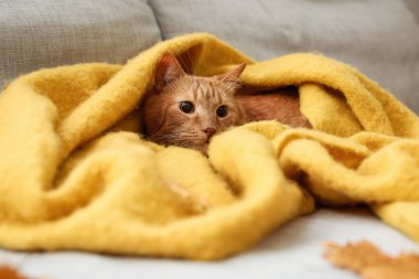 Sonbahar günü evde ekose giymiş sevimli kızıl kedi.