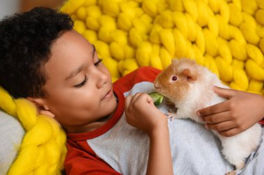 Küçük Afro-Amerikalı çocuk evde tatlı kobayları besliyor.