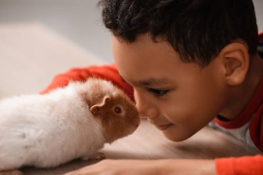 Evinde sevimli kobay faresi olan küçük Afro-Amerikalı çocuk.