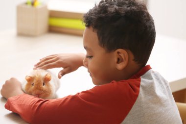 Evinde sevimli kobay faresi olan küçük Afro-Amerikalı çocuk.