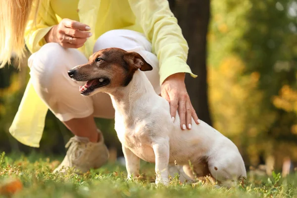 Lindo Jack Russel Terrier Con Propietario Parque — Foto de Stock