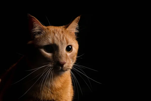 Carino Gatto Sfondo Scuro — Foto Stock