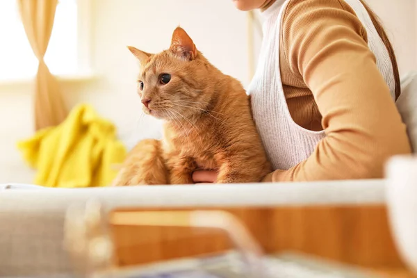 Cute Ginger Cat Owner Home Autumn Day — Stock Photo, Image