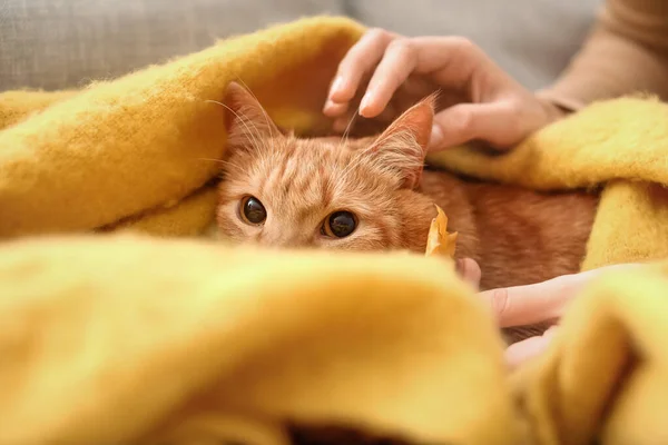바르고 가을에는 귀여운 고양이 — 스톡 사진