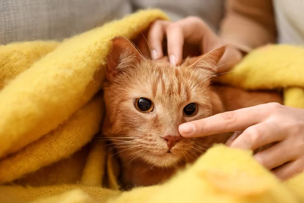 Cute Rudy Kot Ciepłą Kratę Właściciela Domu Jesienny Dzień — Zdjęcie stockowe