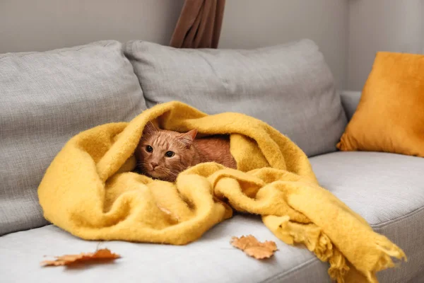 Cute Ginger Cat Warm Plaid Home Autumn Day — Stock Photo, Image