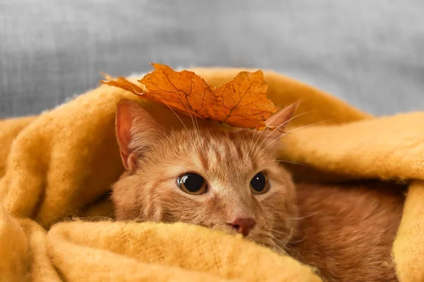 Cute Ginger Cat Autumn Leaf Warm Plaid Home — Stock Photo, Image