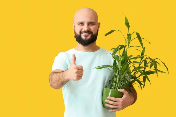 光秃秃的男人 家庭植物在色彩背景上大显身手 — 图库照片