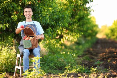 Hasır sepeti ve bahçedeki taburede oturan tatlı şeftalili genç adam.