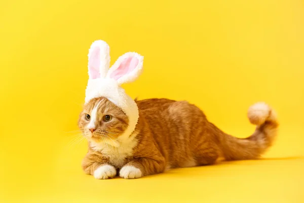 Niedliche Katze Hasenohren Auf Gelbem Hintergrund — Stockfoto