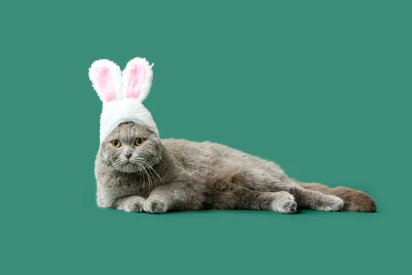 可爱的苏格兰小猫咪 绿色背景 长着小兔子耳朵 — 图库照片