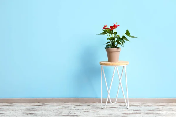 Belle Fleur Anthurium Sur Table Près Mur Couleur — Photo