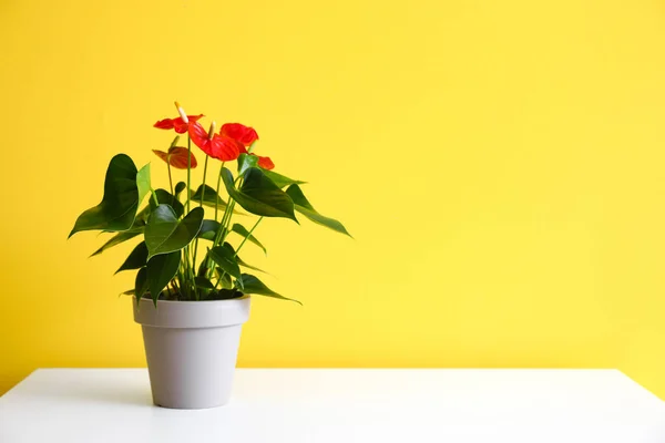 Anthurium Flower White Table Yellow Wall — Stock Photo, Image