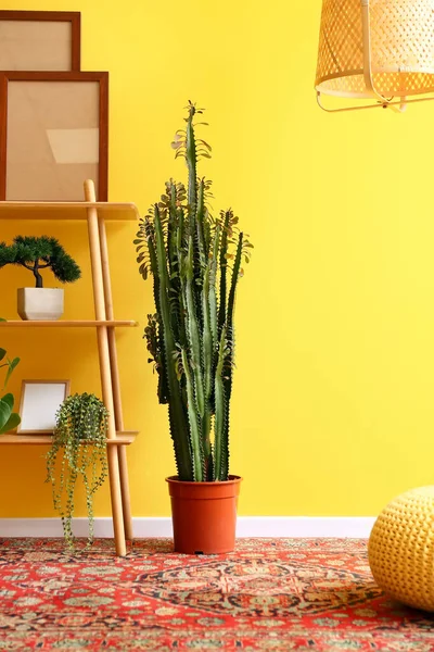 Shelving Unit Frames Houseplants Vintage Carpet Yellow Wall — Stock Photo, Image