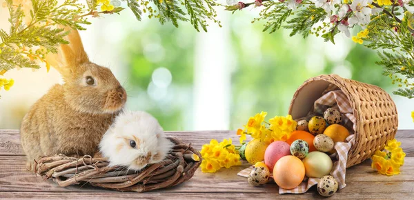 Belo Cartão Saudação Com Ovos Páscoa Coelhinhos Bonitos Jardim — Fotografia de Stock