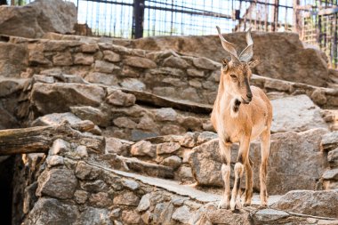 Markhor (Capra fakoneri) zoolojik bahçede