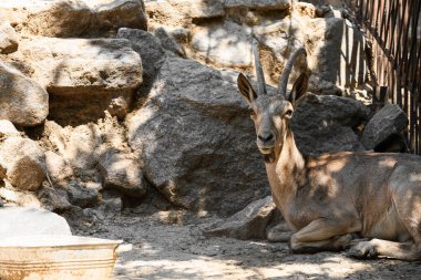 Hayvanat bahçesinde vahşi keçi