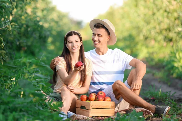 Jeune Couple Avec Des Pommes Dans Jardin Jour Été — Photo