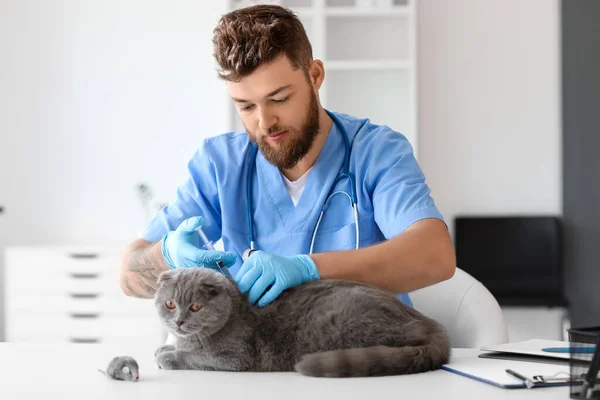 Veterinarian Vaccinating Scottish Fold Cat Clinic — Stock Photo, Image