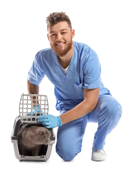 Veterinário Masculino Com Gato Dobra Escocês Portador Fundo Branco — Fotografia de Stock