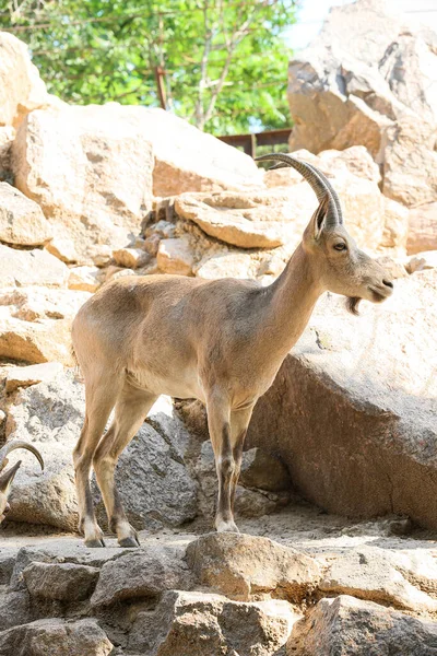 Wild Goat Zoological Garden — Stock Photo, Image