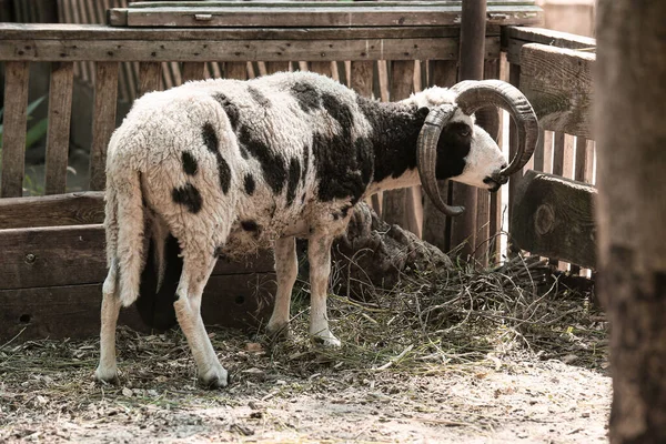 Симпатичные Овец Иакова Ферме — стоковое фото