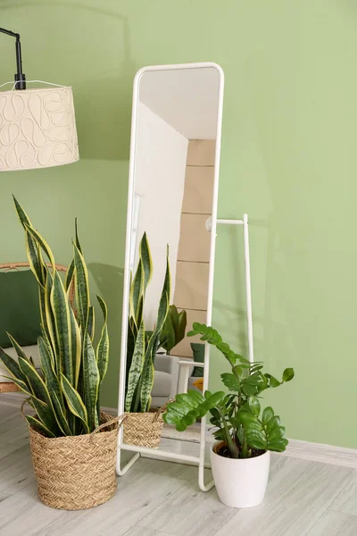 Plantes Intérieur Miroir Près Mur Couleur Dans Chambre — Photo