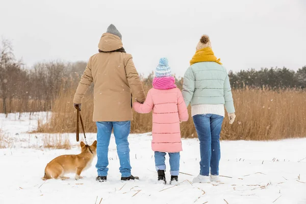 幸せな女の子と彼女の祖父母ウォーキングとともにコーギー犬で雪の冬の日 — ストック写真