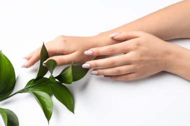 Güzel manikürlü kadın elleri ve beyaz arka planda bitki dalları.