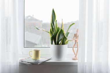 Yeşil ev bitkisi, bir fincan çay, dergiler ve pencere pervazında ahşap insan figürü.