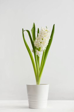 Hafif arka planda güzel sümbül bitkisi olan tencere.