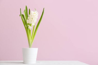 Pembe arka planda güzel sümbül bitkisi olan tencere.