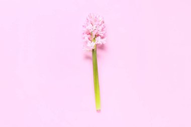 Pembe arka planda güzel sümbül çiçeği