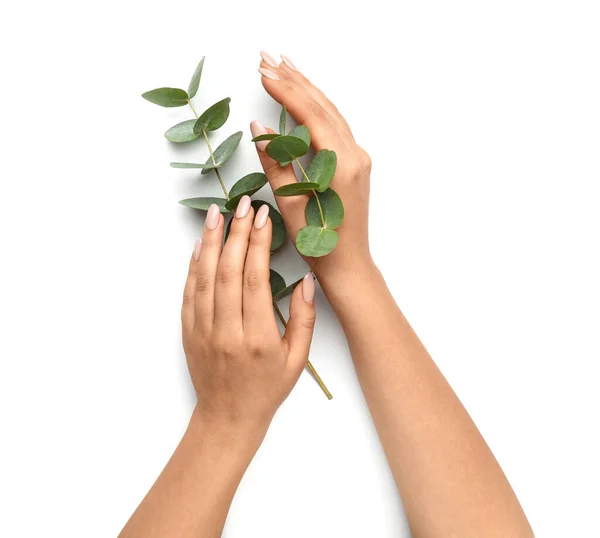 Female Hands Beautiful Manicure Eucalyptus Branches White Background — Stock Photo, Image