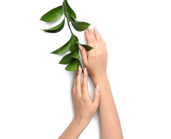 Manos Femeninas Con Hermosa Manicura Rama Planta Sobre Fondo Blanco — Foto de Stock