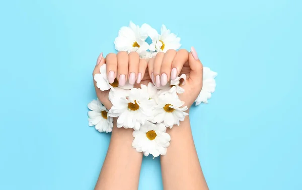 Female Hands Beautiful Manicure Daisy Flowers Blue Background — Stock Photo, Image