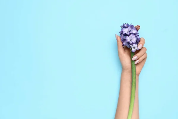 Vrouwelijke Hand Met Mooie Manicure Hyacint Bloem Blauwe Achtergrond — Stockfoto