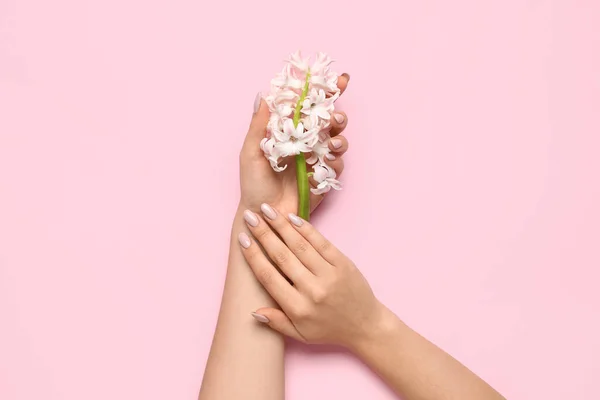 Female Hands Beautiful Hyacinth Flowers Pink Background — Stock Photo, Image