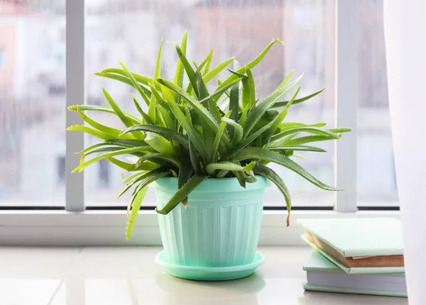 Pot Green Aloe Vera Houseplant Books Window Sill — Stock Photo, Image