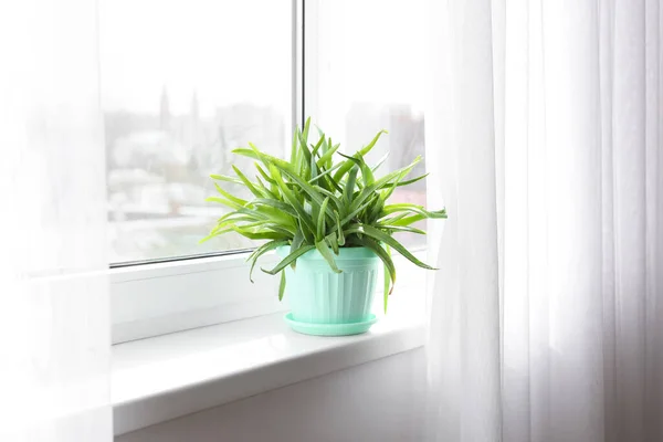 Pot Dengan Aloe Hijau Vera Tanaman Rumah Pada Jendela Sill — Stok Foto