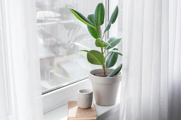 Green Houseplant Book Candle Window Sill — Stock Photo, Image