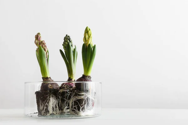 Glass Pot Beautiful Hyacinth Plants Light Background — Stock Photo, Image