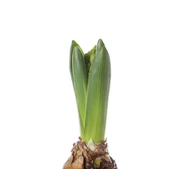 Underbar Hyacint Växt Vit Bakgrund — Stockfoto