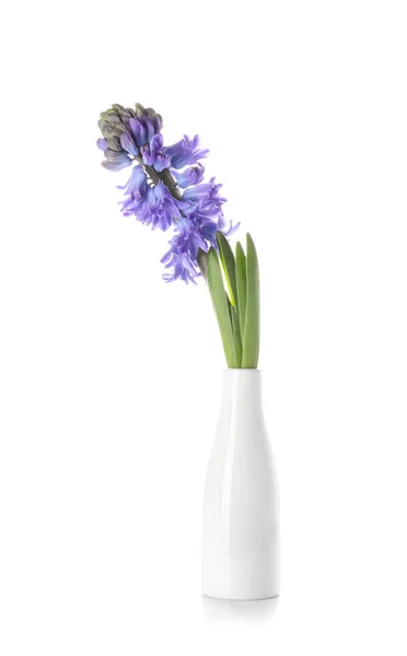 Beyaz Arka Planda Muhteşem Sümbül Çiçekleri Olan Vazo — Stok fotoğraf