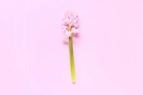 Красивый Гиацинт Розовом Фоне — стоковое фото