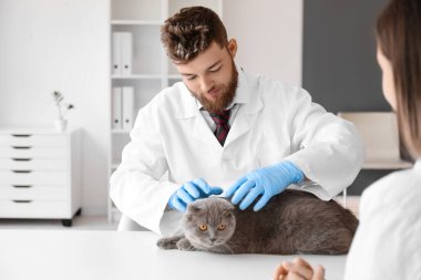 İskoç kedisi olan bir kadın veteriner kliniğini ziyaret ediyor.