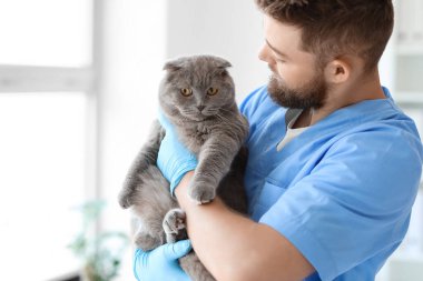 Klinikte İskoç kedisi olan erkek veteriner.